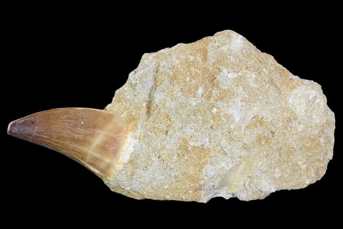 Mosasaur (Prognathodon) Tooth In Rock - Nice Tooth #105832